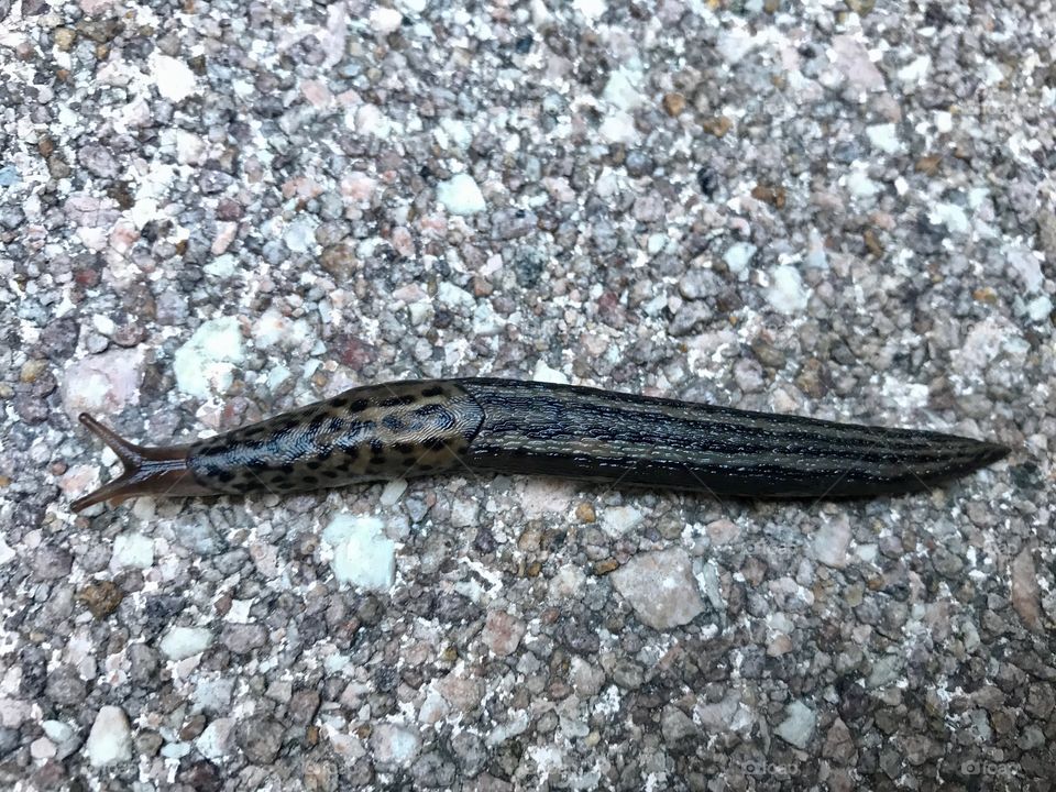 Leopard slug 