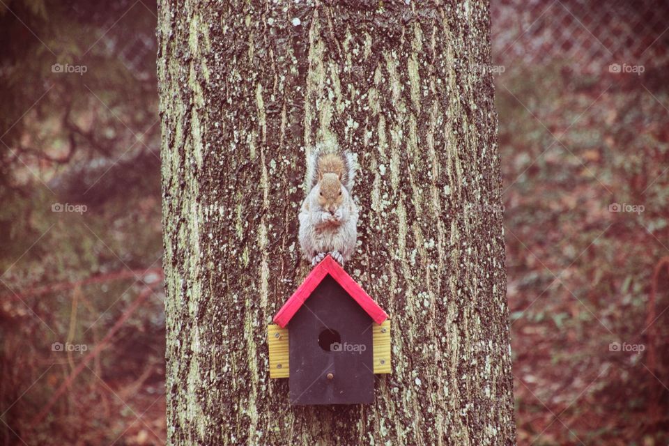 Squirrel on a birdhouse