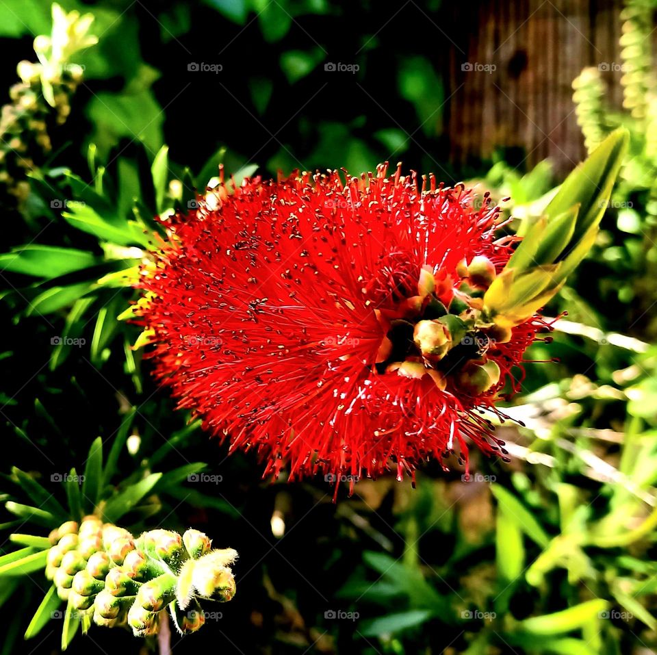 Callistemon laevis : Limpiatubos