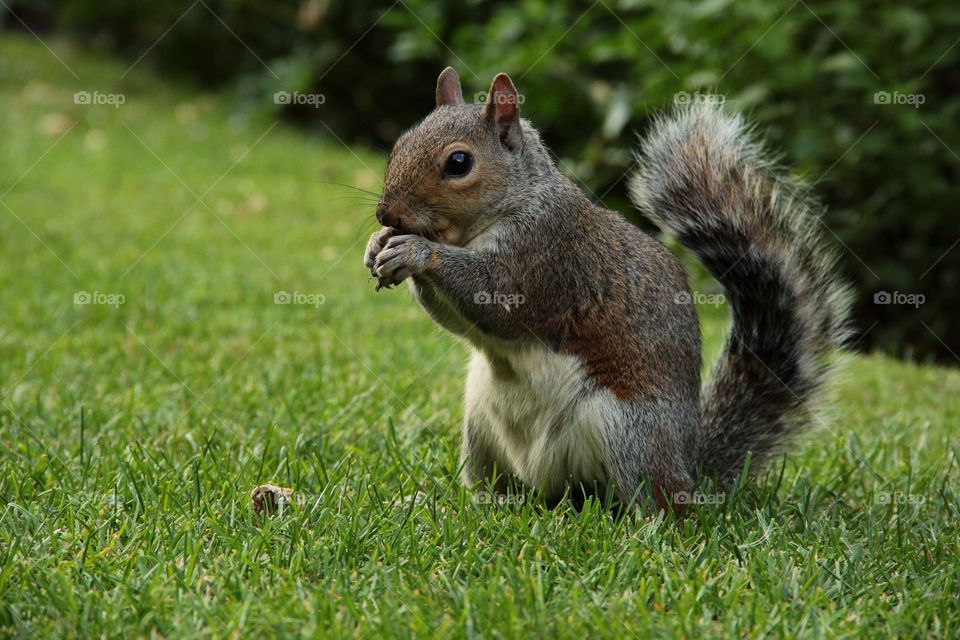 A portrait of a cute squirrel eating a nut on a grass lawn in a park in London.