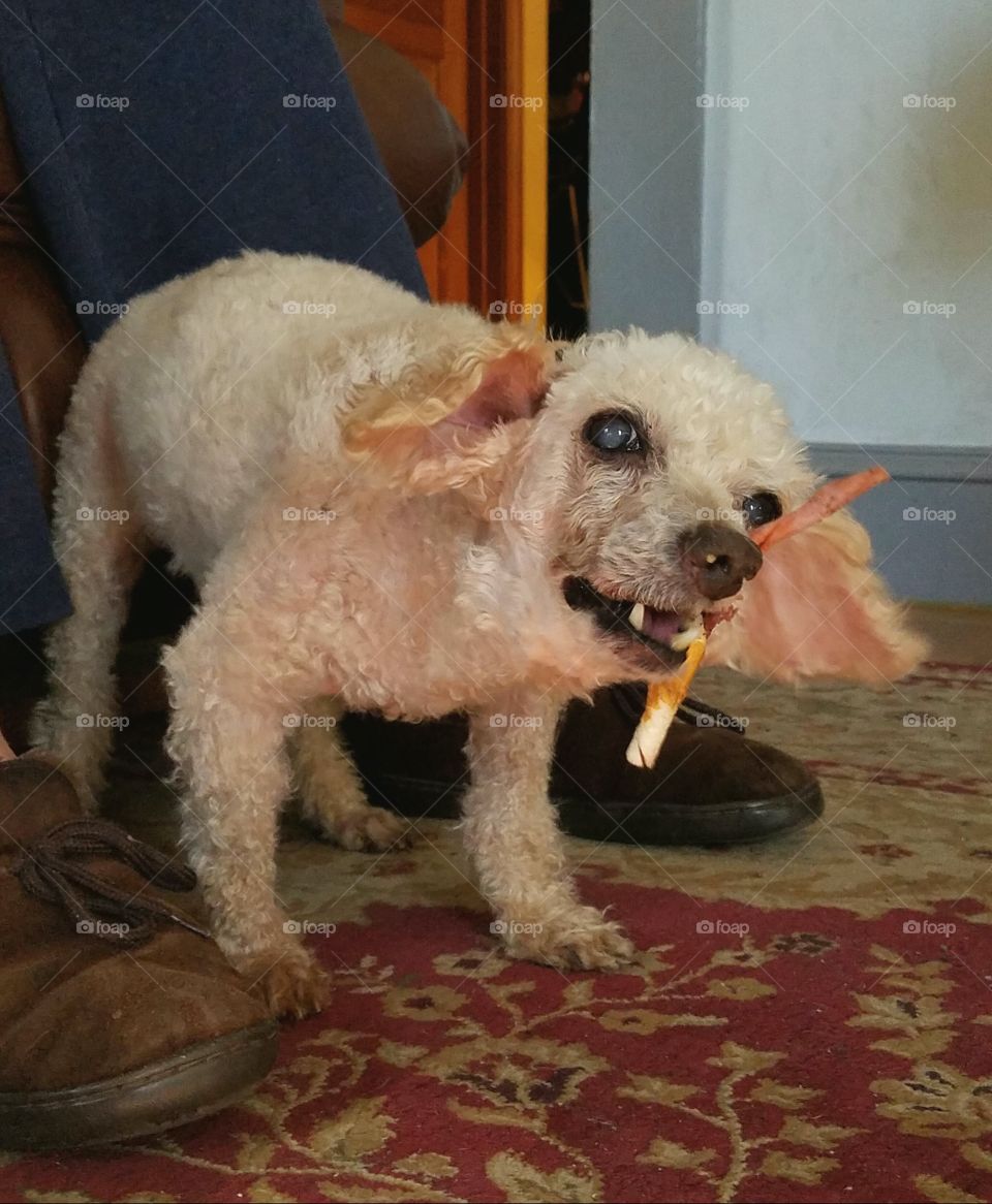 Chew treat for dog, reward!