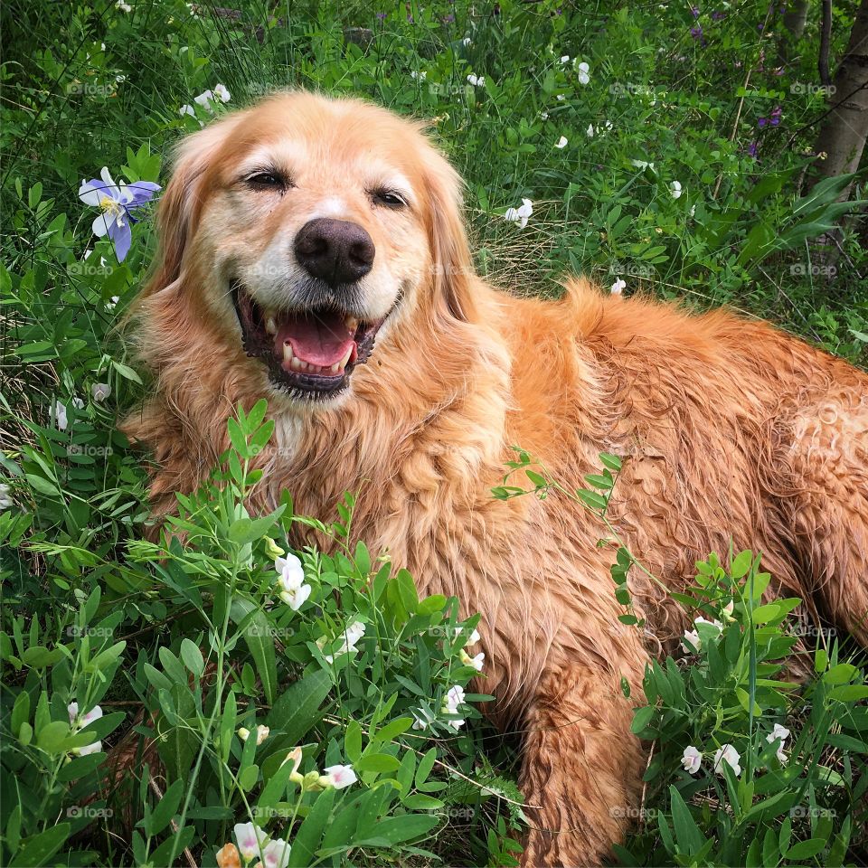 Close-up of dog sitting on meadow
