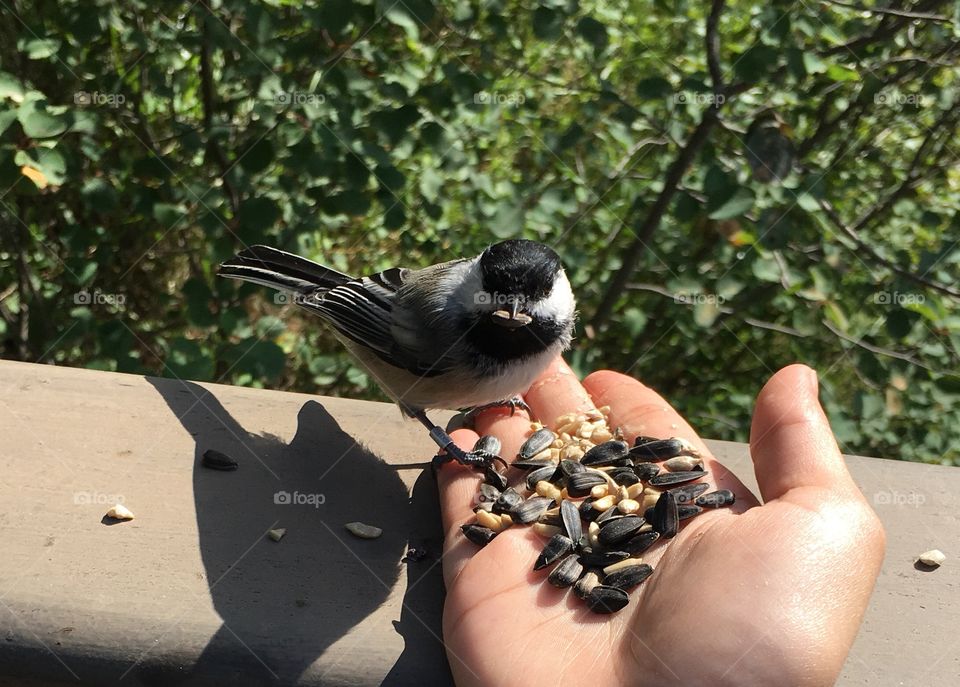 Bird, Nature, Outdoors, Wildlife, One