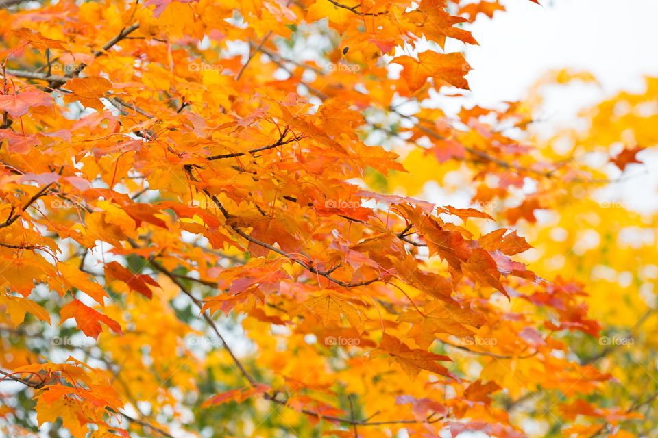 Beautiful maple tree with orange, yellow,green leaves foliage at fall 
