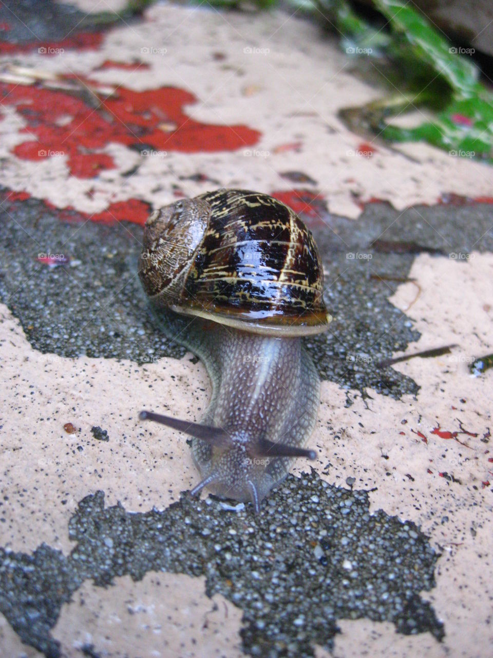 Snail. A snail outside of my house in Oakland, California.