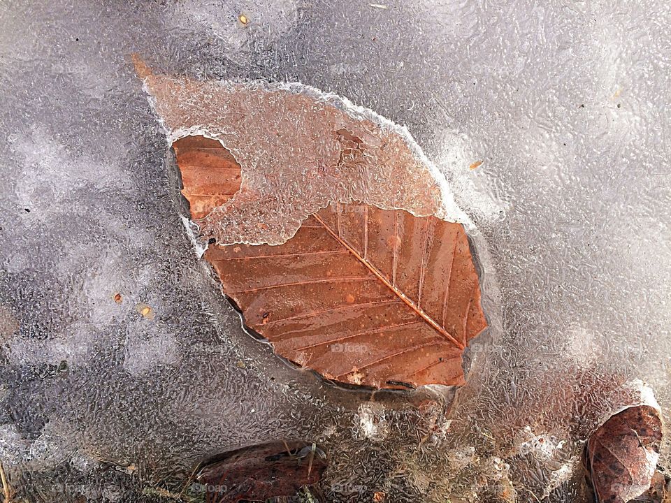 Frozen leaf in February 