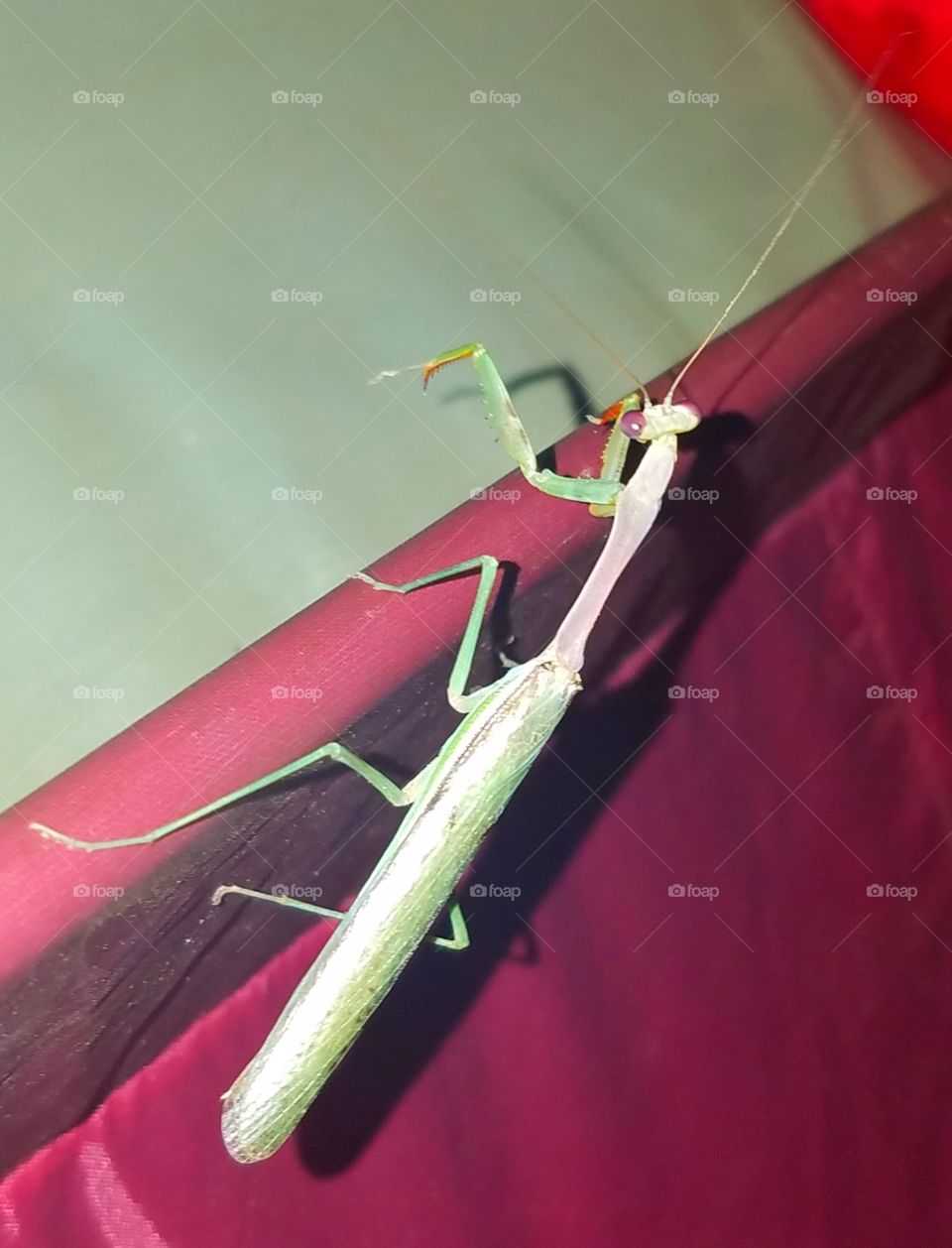 Praying Mantis