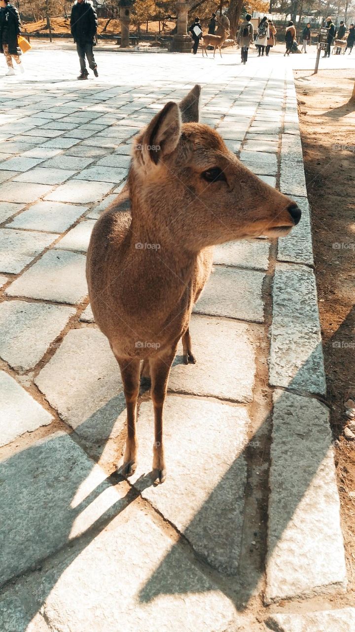 Deer in Nara Park