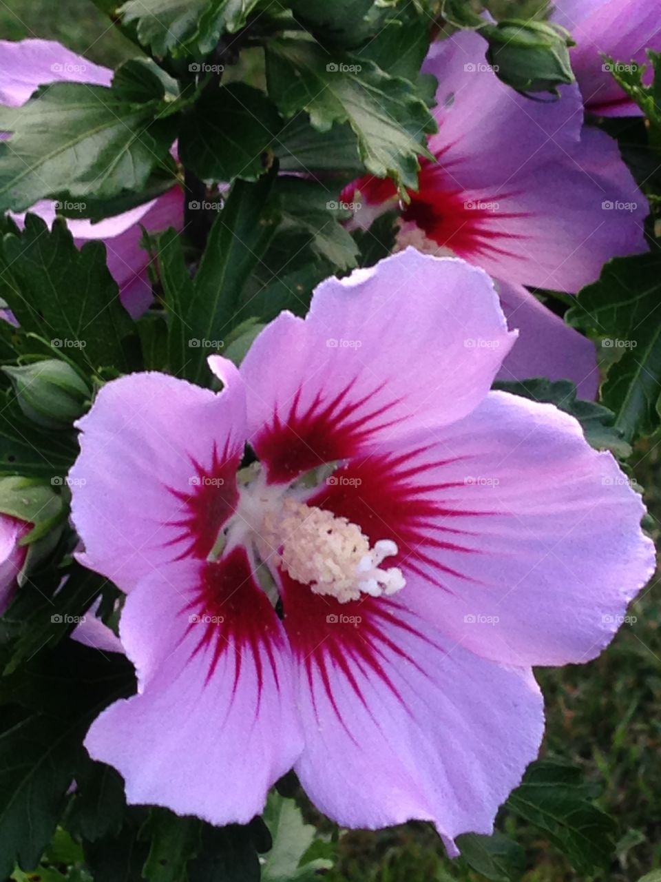 Rose of Sharon. Splashes of color in a beautiful flower