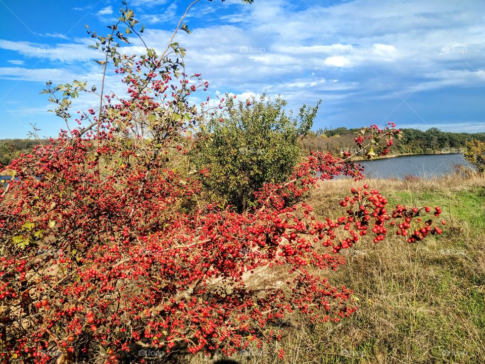 The bush with red berries
