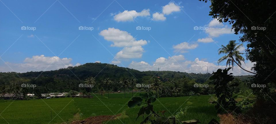 View of rice fields and surrounding hills at noon