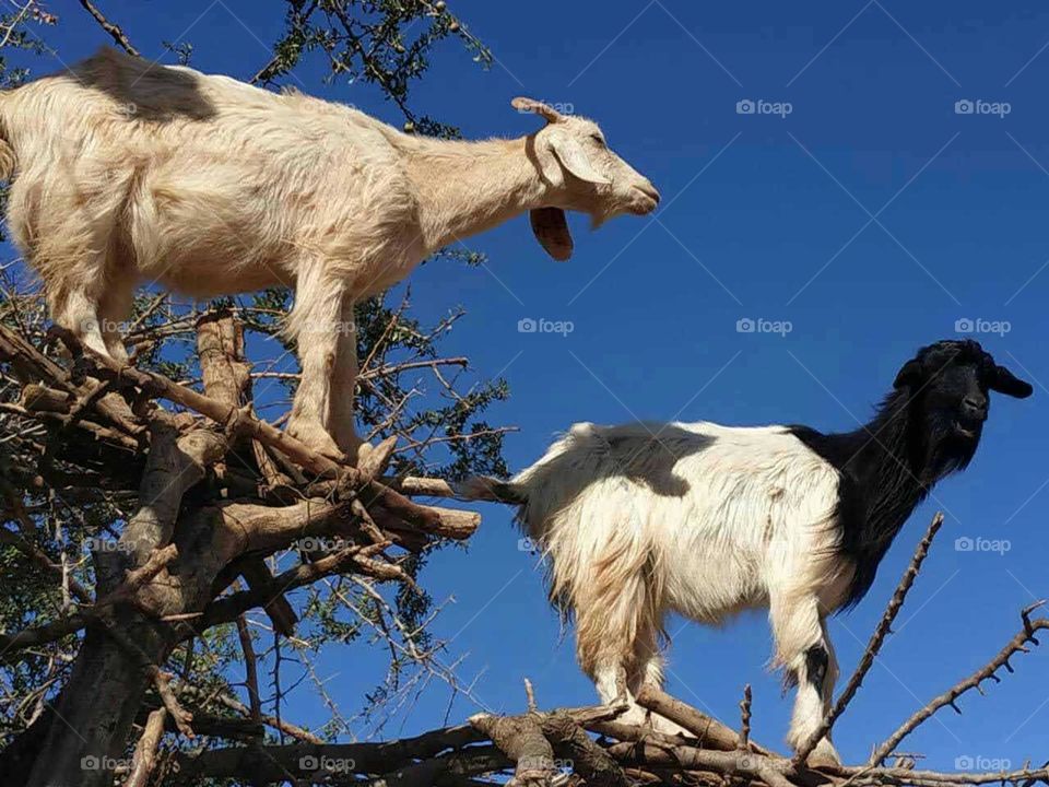 Beautiful goats on argania spinosa tree in Morocco.