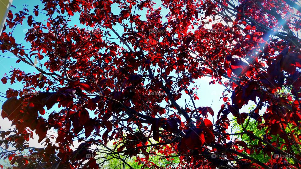 tree with red leaves green leaves blue sky