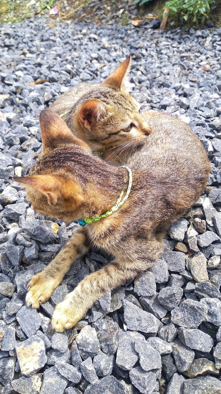 Two cute kittens are lying on a small pile of stones