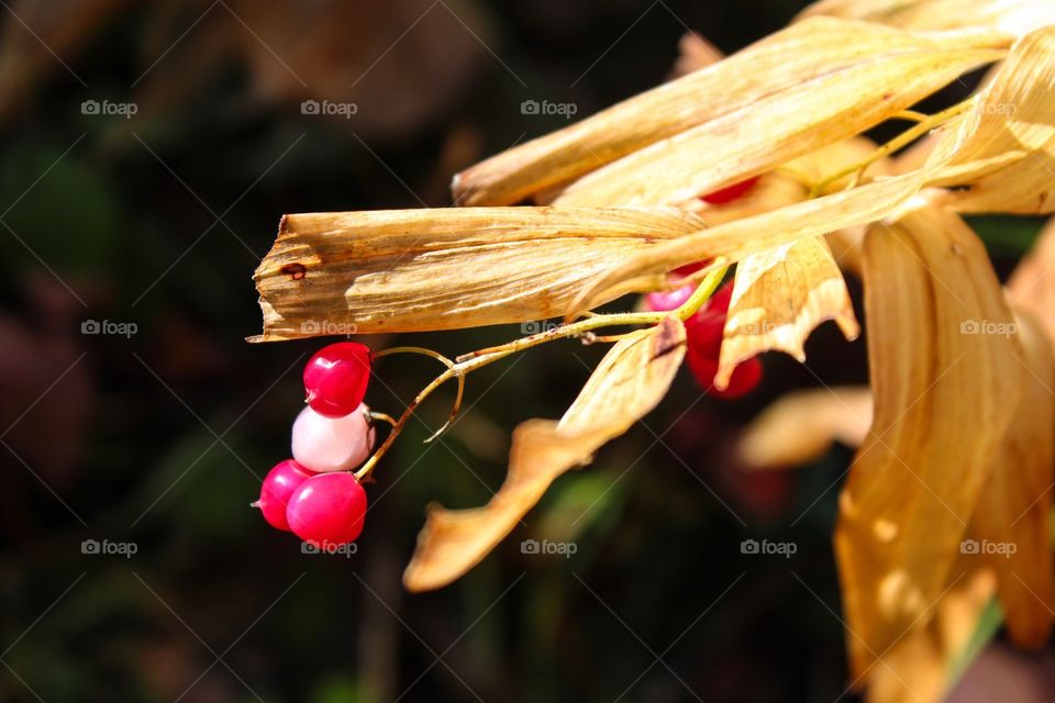 Beautiful red berry 