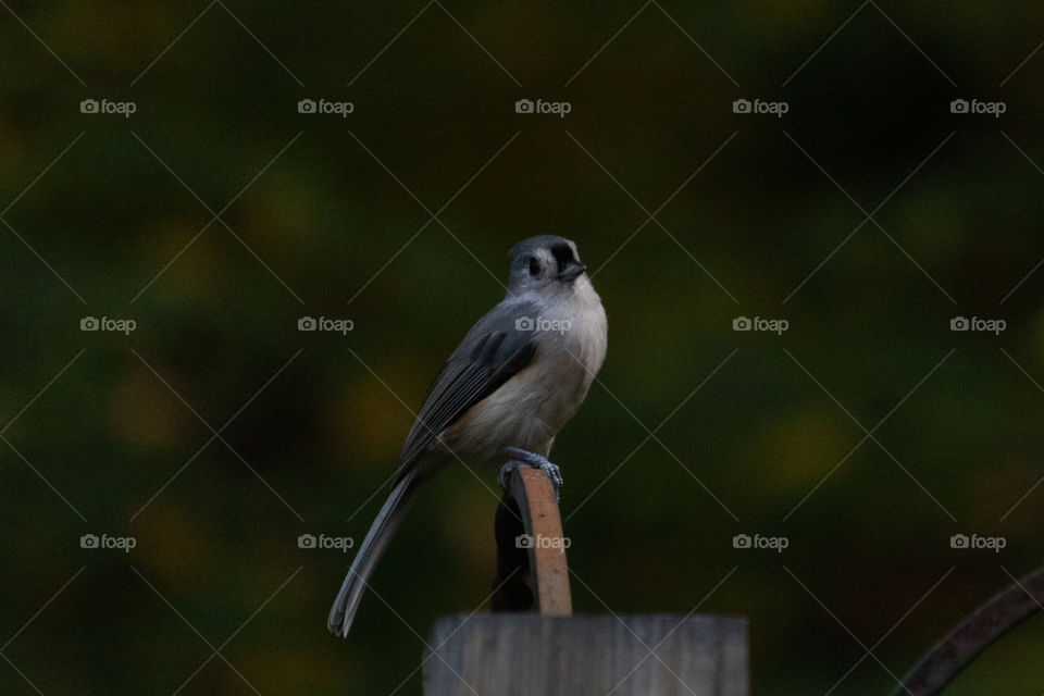 I couldn’t be any happier than when I’m able to perfectly capture a Tufted Titmouse quietly posing and smiling for the camera. 