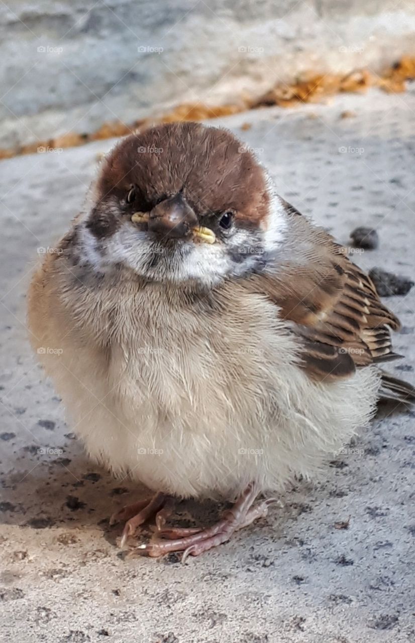 A very new tree sparrow
