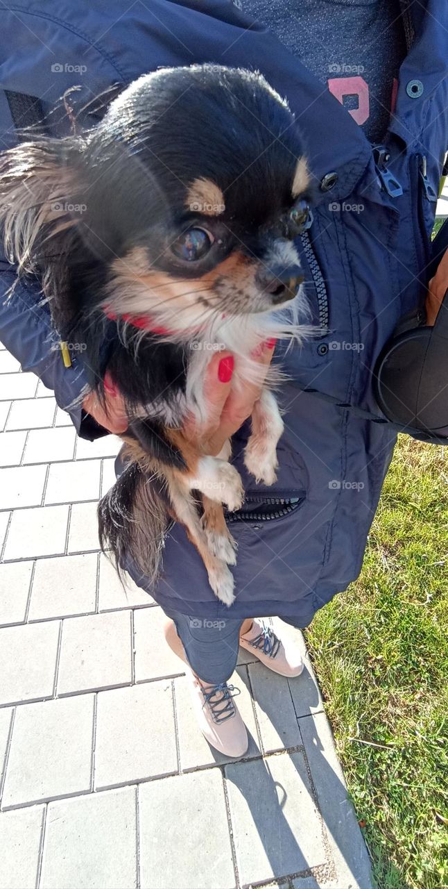 little dog 🐕 pet on a female hands, mobile photography