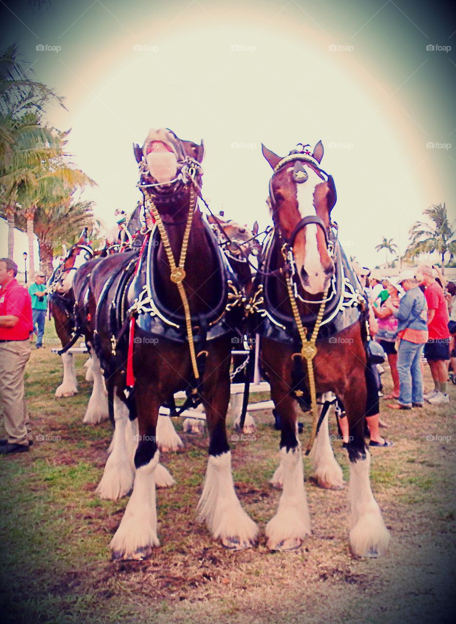 Clydesdale horses
