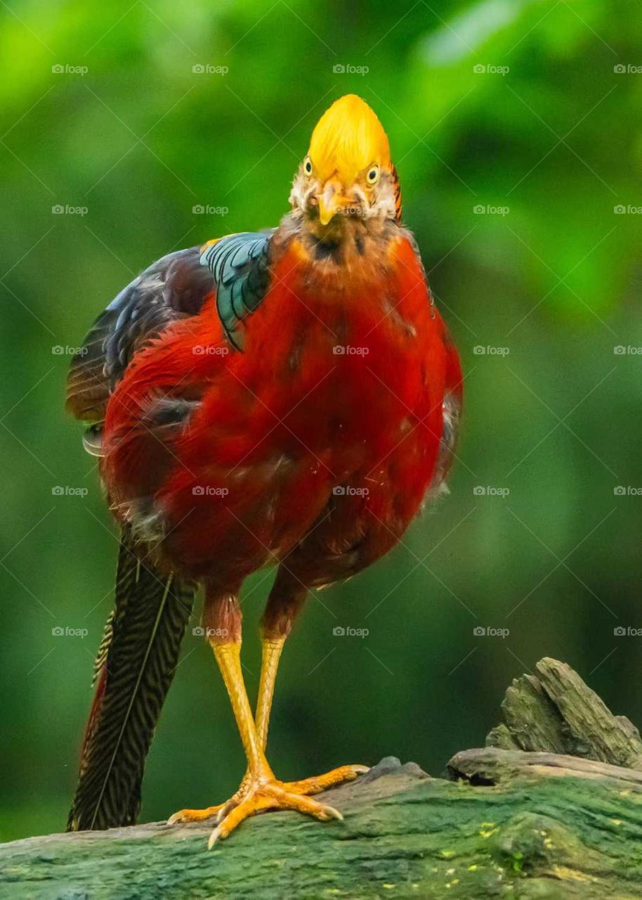 Colors in the Collision of Plant and Animal Spirits in Nature