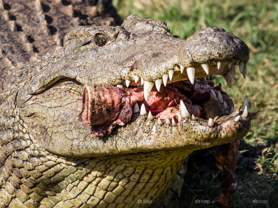 Crocodile eating