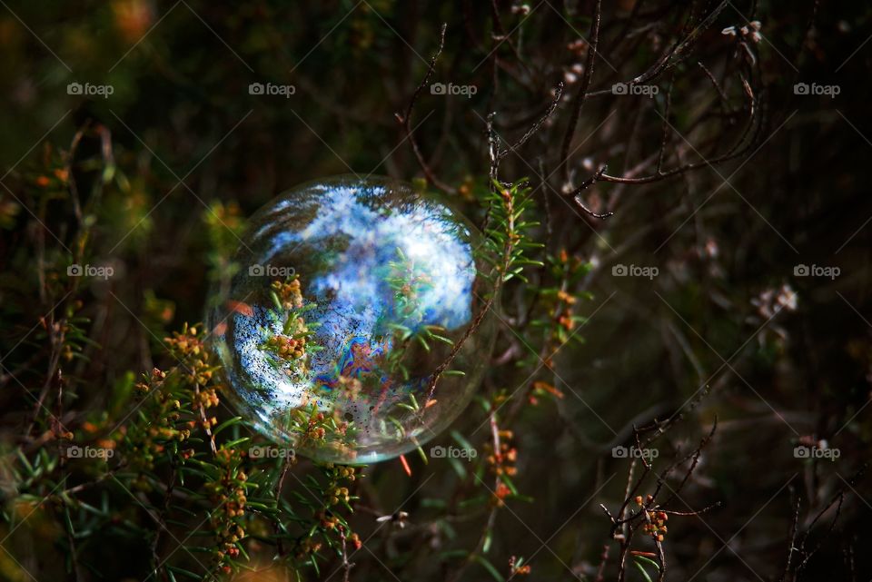 Close-up of bubble on plant