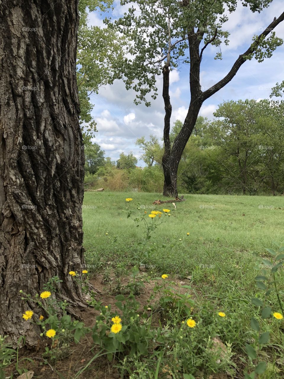 lovely area in the park