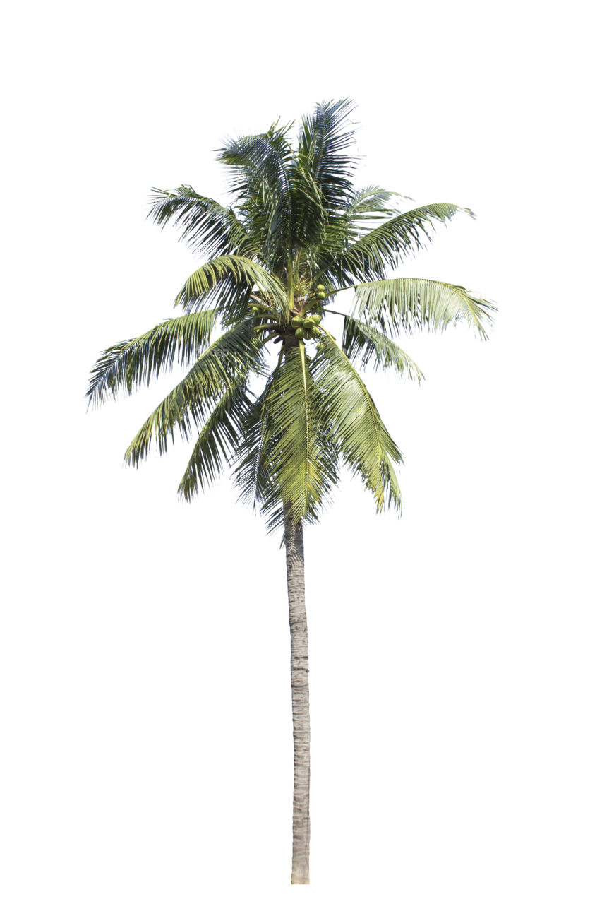 Isolated coconut trees on a white background with clipping path.