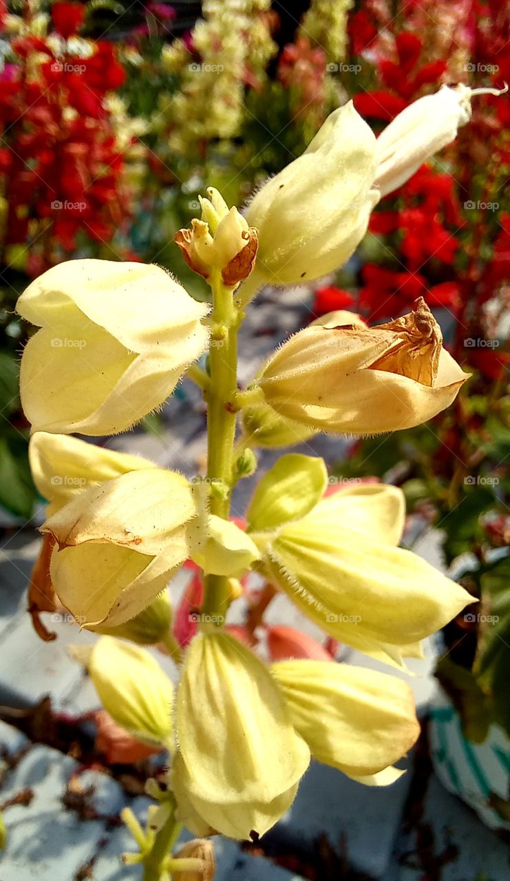 Yellow flowers