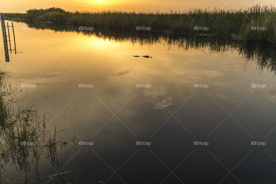 Alligator swimming in the Everglades