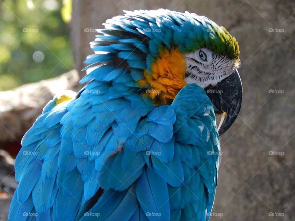 Evil Parrot