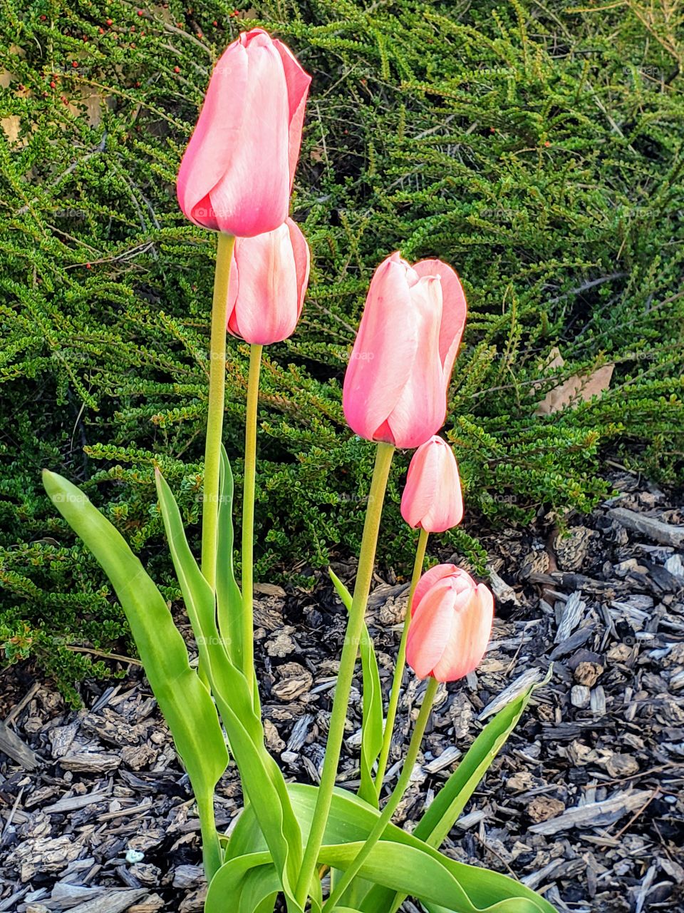 tulips