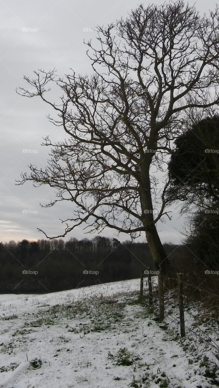 A Tree In Winter