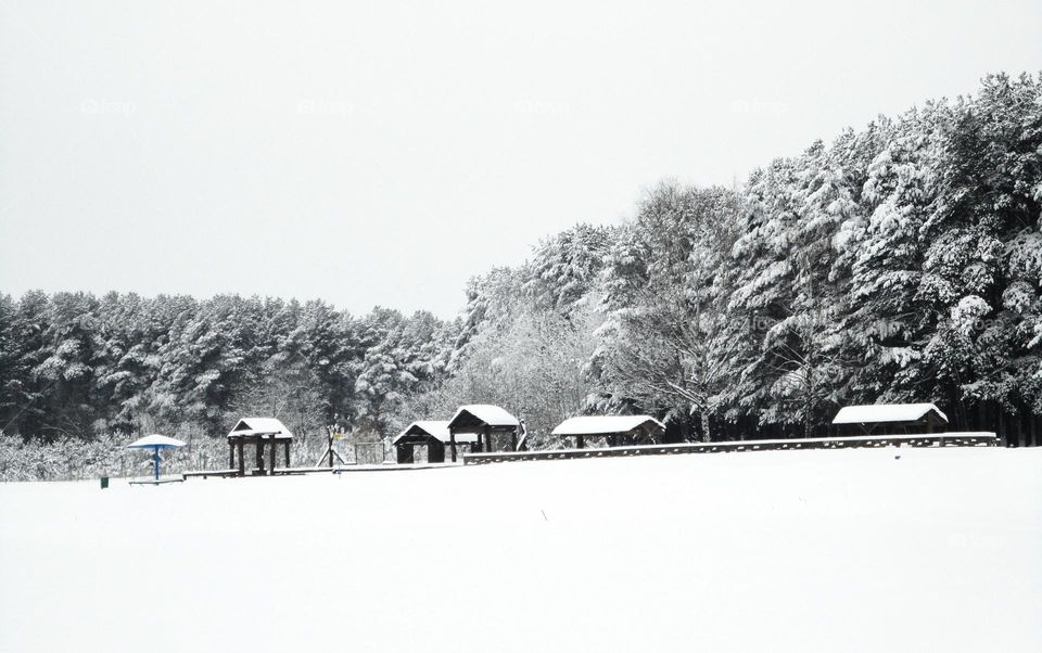 Winter, Snow, Tree, Weather, Landscape