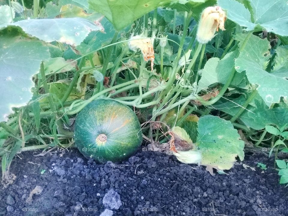 Fresh watermelon that are stilh in their fields