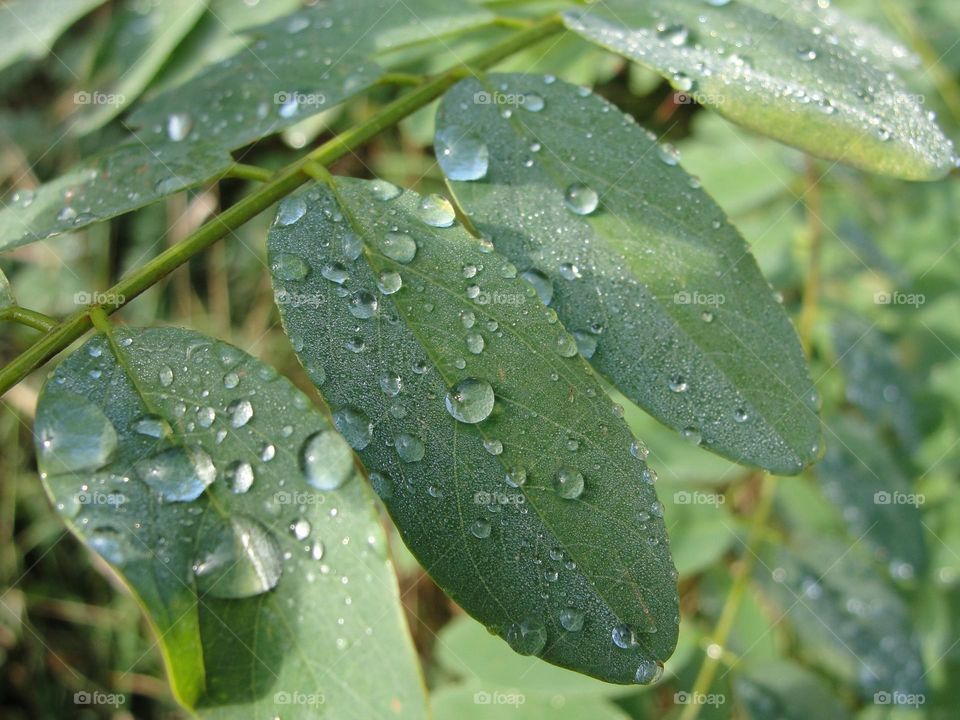 Green leaves with dew