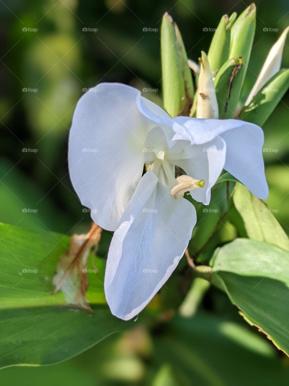 white ginger lily