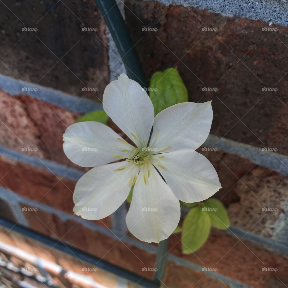 Clematis flower blossom

