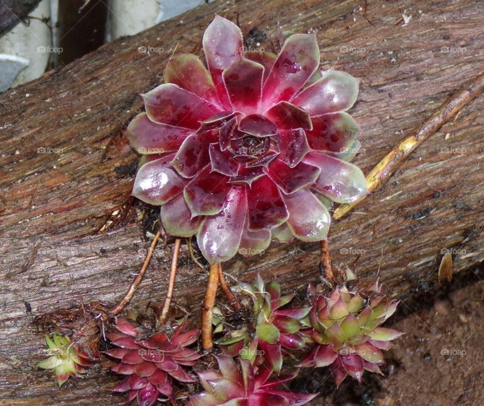 Mother hen has found a new home for her chicks