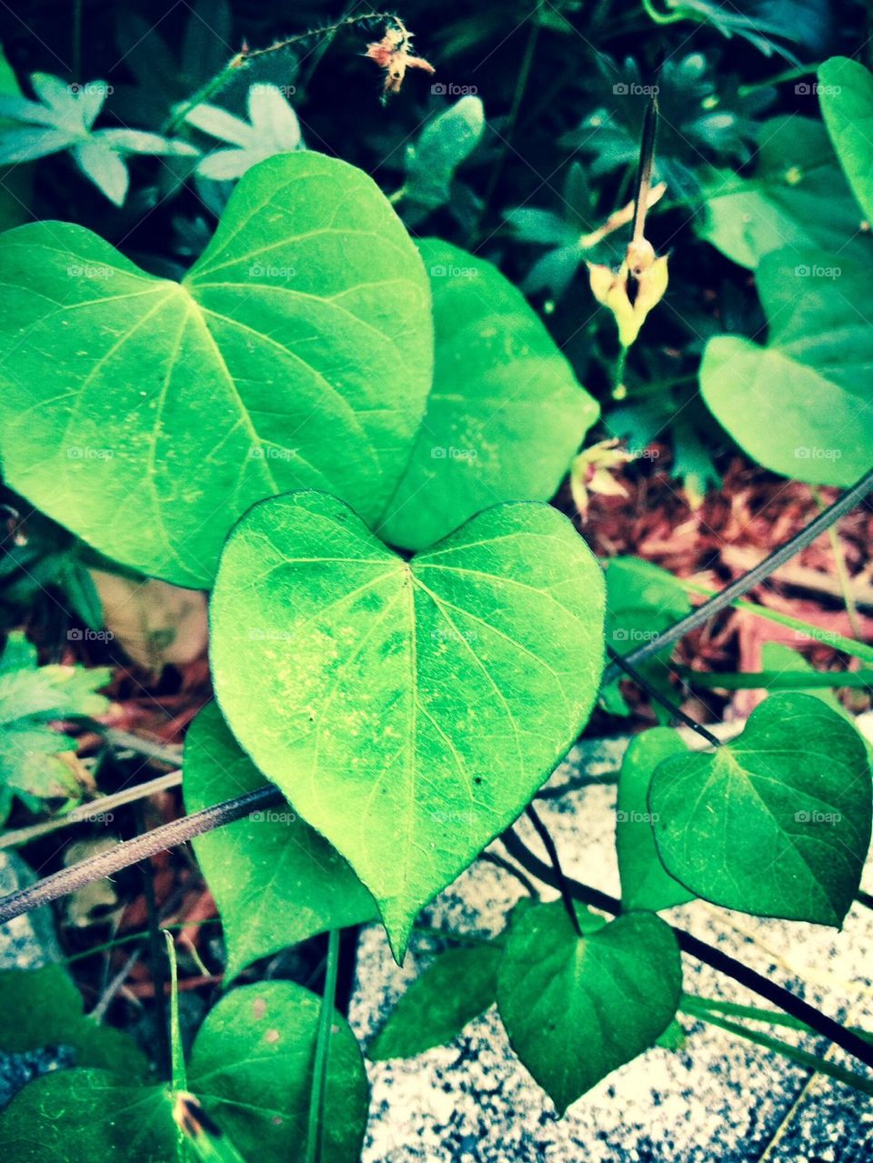 green plants nature outdoors by jmh