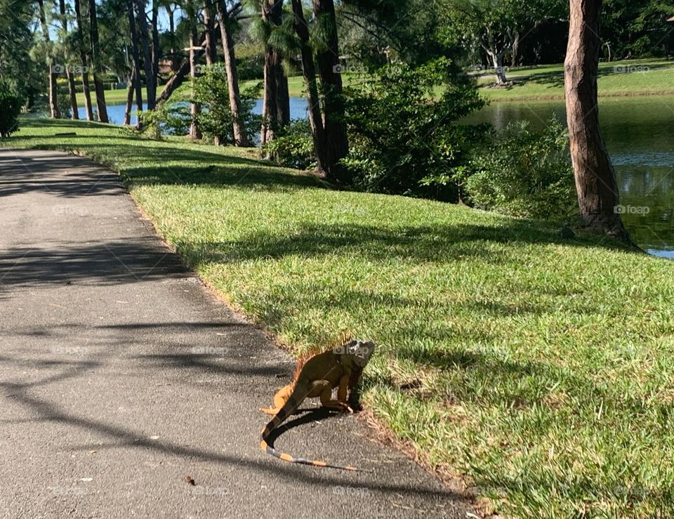 large iguana