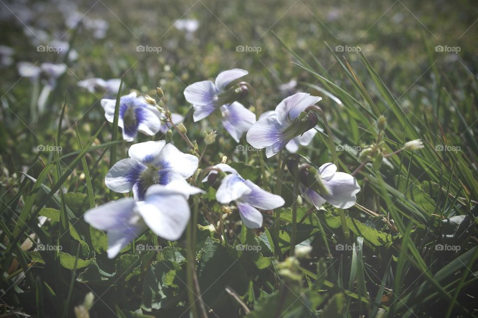 White violets in the grass 