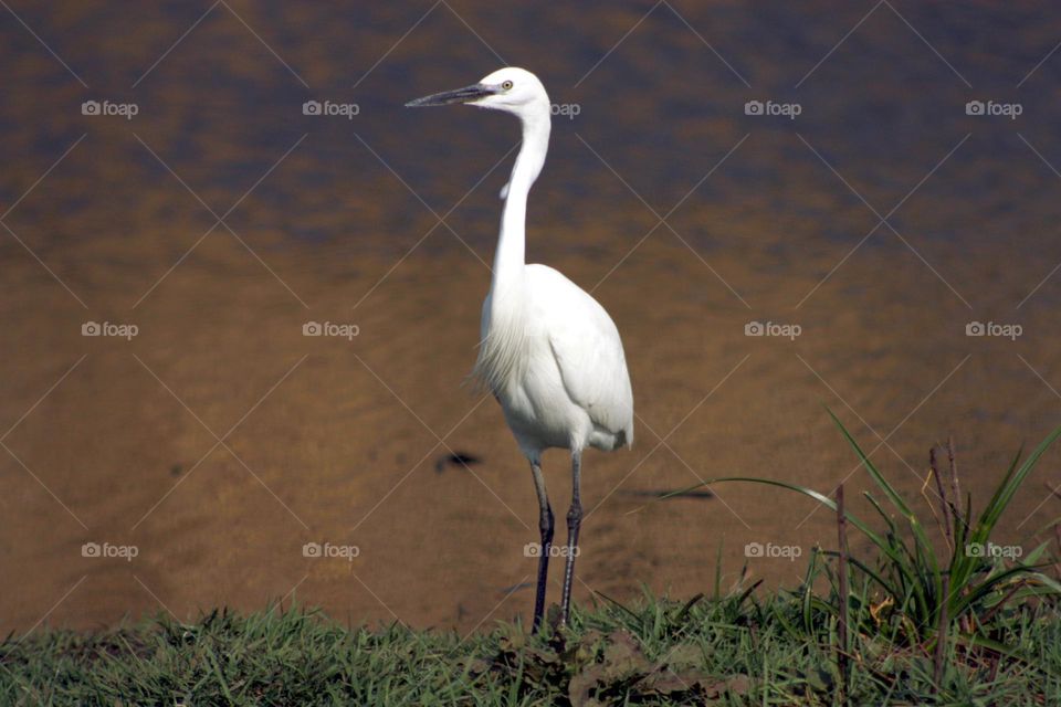 Little egret