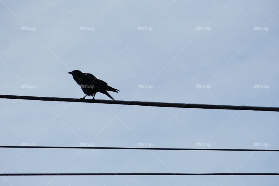 Crow