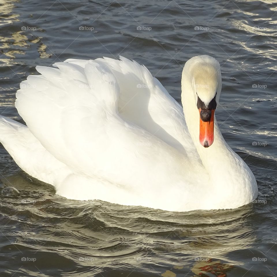 Schwan