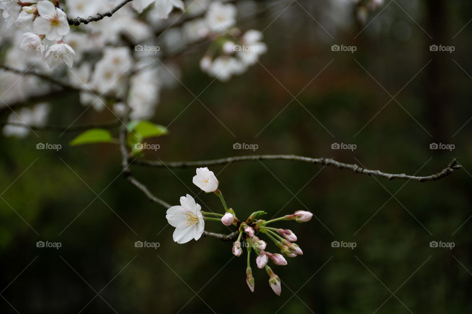 Yoshino cherry trees