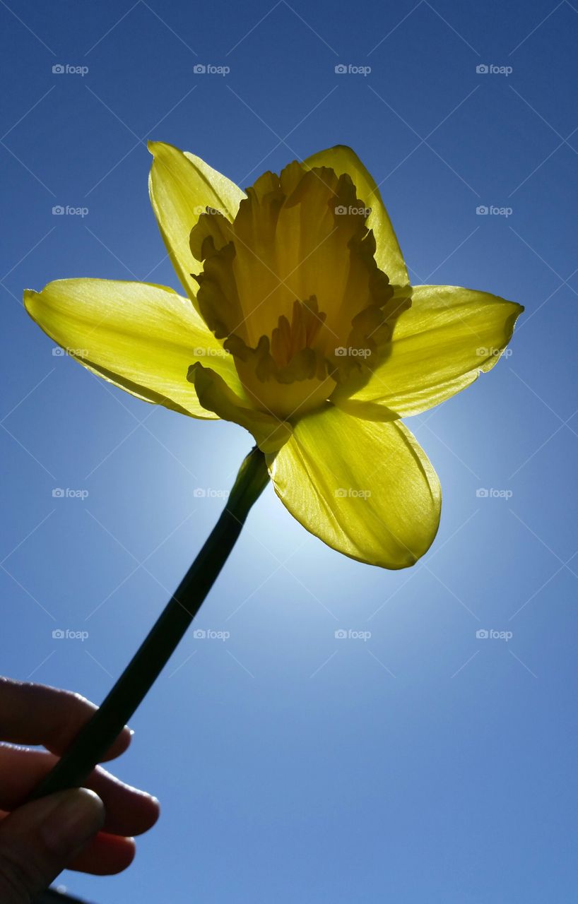 Sunny Daffodil