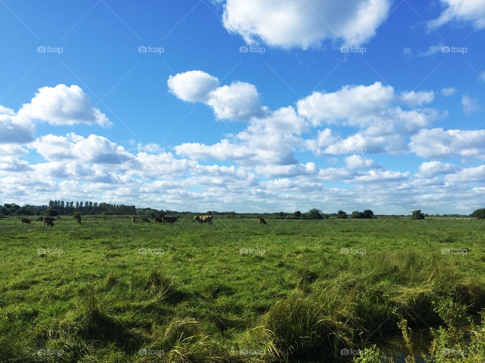 Cows in field at marshes 