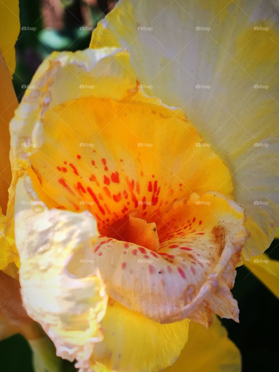 Close up flower 