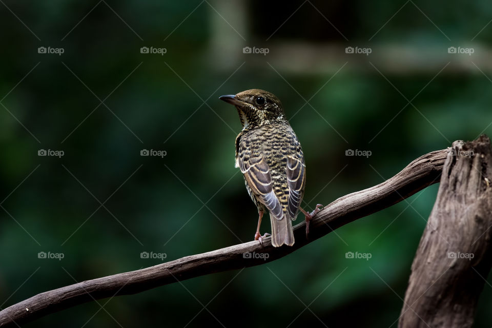 White-throated Rock-Thrush in Tropical Park 